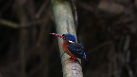 Facing to the left shaking its head and faces the camera wagging its tail, Blue-eared Kingfisher, Alcedo meninting, Kaeng Krachan National Park, Thailand.