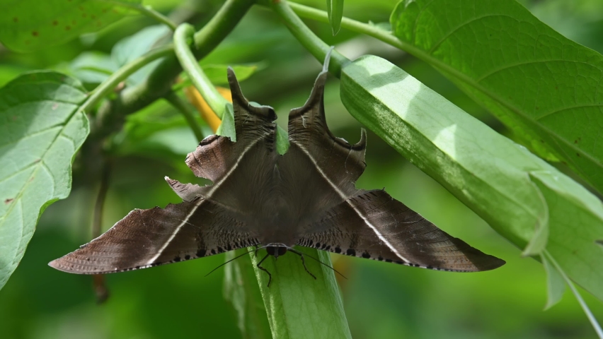 Resting deep in the plant moving with the wind as the camera zooms out, Tropical Swallowtail Moth Lyssa zampa, Khao Yai National Park, Thailand.