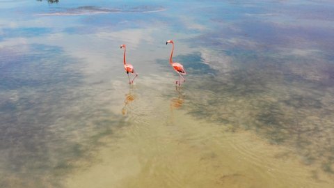 aerial view of bright pink flamingo birds in their natural habitat in Yucatan, Mexico. Flamingos on the lake, sky reflection