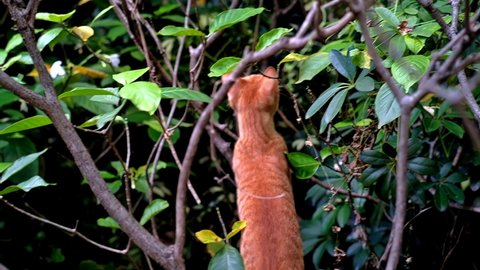 Curious orange stray tabby cat foraging at a Makati public park watches out for possible prey among the bushes.