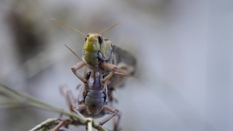 Couple of Grasshoppers having sex on branch and falling down in wilderness - close up shot
