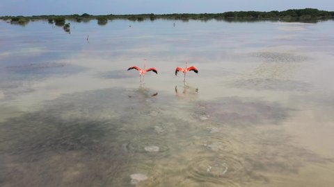 aerial view of a group of bright pink flamingo birds in their natural habitat in Yucatan, Mexico. Flamingos on the lake, sky reflection