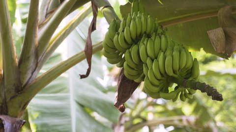Banana bunch ripening on banana tree branch in Zanzibar jungle.
