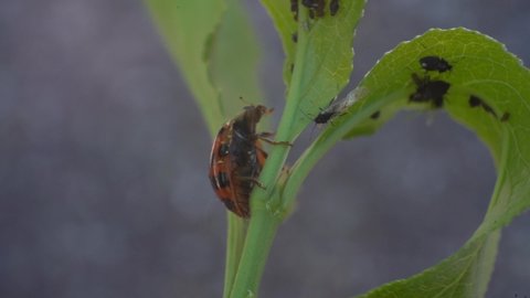 Ladybugs on Crop Foliage Eating Aphids, Organic Pest Ral - Macro