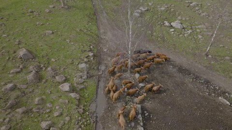 Herd of highland cattleing around a dirt road on a rocky green landscape. 4K drone aerial straight down pan.
