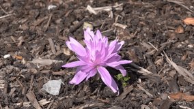 Colchicum autumnale 'Waterlily' an autumn fall flower bulb plant commonly known as Autumn Crocus, stock video footage clip 
