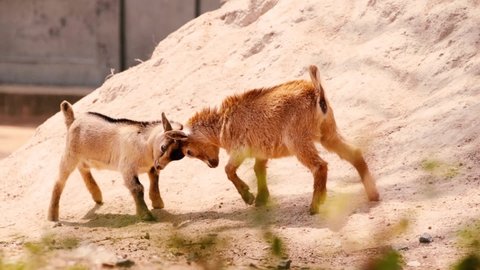 Two young goats fighting head to head. 