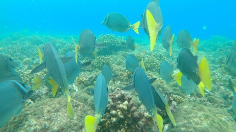 UNDERWATER: Shoal of razor surgeonfish swimming in tropical reef ecosystem. Follow shot of a flock of razor surgeonfish in their natural habitat. Underwater wildlife in exotic ocean waters.