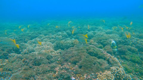 UNDERWATER: Shoal of bluestripe snapper swimming in pacific coral reef. Follow shot of a flock of bluestripe snapper in their natural habitat. Underwater wildlife in exotic ocean waters.
