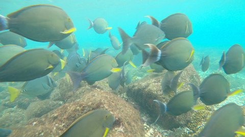 UNDERWATER: Shoal of yellowfin surgeonfish swimming in tropical reef ecosystem. Follow shot of a flock of Cuvier's surgeonfish in their natural habitat. Underwater wildlife in exotic ocean waters.