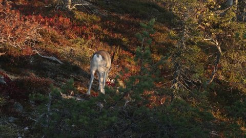 Domestic reindeer eating shrubs on a steep hillside on a beautiful autumn morning near Kuusamo, Northern Finland