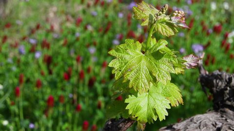 Close-up of first shoots of the plant in a vineyard. Tiny grape leaves grow on the vineyard rows near Greve in Chianti (Florence) Tuscany. Italy.