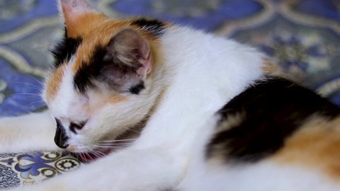 Cat lying on a carpet and robbing body with tongue. Cat scratching body with tongue.