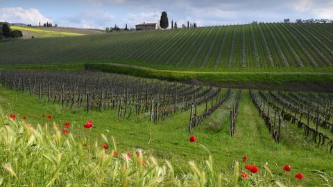 Poppies sway in the wind in front of the rows of young vineyards in the Chianti Classico area of ​​Tuscany in spring. Italy
