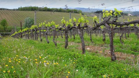 First shoots of the plant in a vineyard. Fresh shoots of young bunches. Tiny grape leaves and berries grow on the vineyard rows near Greve in Chianti (Florence) Tuscany. Italy.