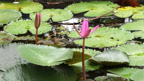 Lotus leaves and lotus flower in the pond