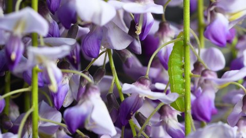 close up on green caterpillar that climbs a sprig of purple wisteria
