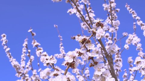 White apricot flower bloom in tree with blue sunny sky in horizon, beautiful natural colors, 4K.