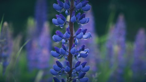 Bush Of Wild Flowers Lupine In Summer Field Meadow Panorama Summer Background. Lupinus, Commonly Known As Lupin Or Lupine, Is A Genus Of Flowering Plants In The Legume Family, Fabaceae 4K.