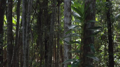 Kondalilla national park Queensland Australia. Liana vine plant on tree