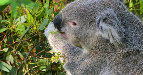 Koala Bear eating tree leaves close up portrait view
