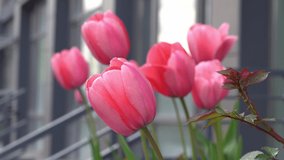 Pink tulips in a flower bed. The tulip bud sways in the wind. Flowerbed in the garden. Beautiful simple spring flowers. Floral background. To grow plants. Gardening outdoor in city.