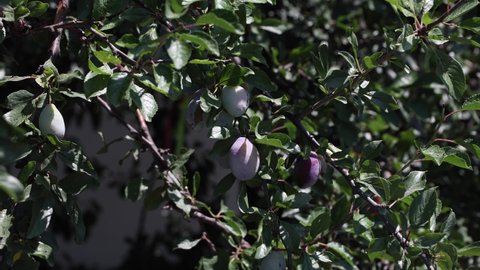Plum On A Tree, Swaying In The Wind, Close-up On A Windy Summer Day. Selective Focus. 4k.
