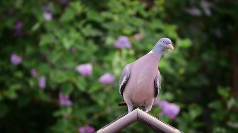 Wood Pigeon flies down and makes a pirouette