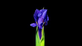 Purple Iris Flower Opening Bud in Time Lapse on a Black Background. Tender Flower Wilt After Blooming in Timelapse