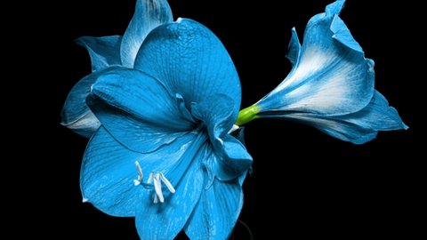 Blue Hippeastrum Opens Flowers in Time Lapse on a Black Background. Growth of Light Blue Amaryllis Flower Buds. Perfect Blooming Houseplant 