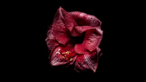 Wilting Time Lapse of Red Amaryllis. The End of Beauty. Withered Flower Comes Out from Life. Perfect Spring Plant Hippeastrum Drying Fast in Timelapse