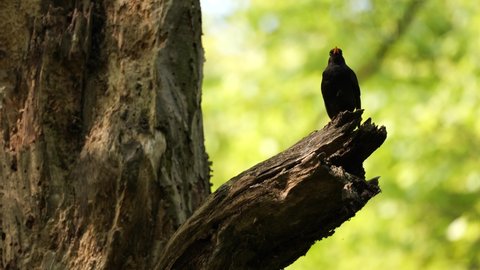 The blackbird (Turdus merula) is one of the main singers of the spring European forest. Near Krakow (Poland).