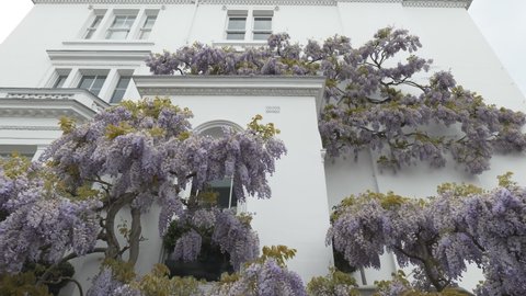 Wisteria growing on the wall of a house.