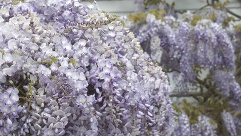 A close up view of a blossoming wisteria tree.