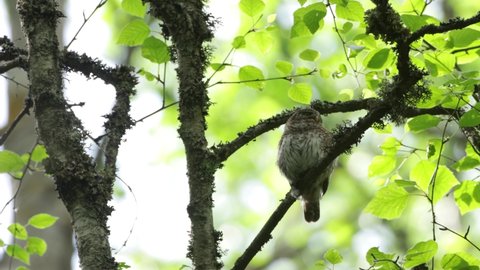A small Eurasian pygmy owl perched high in a summery boreal forest