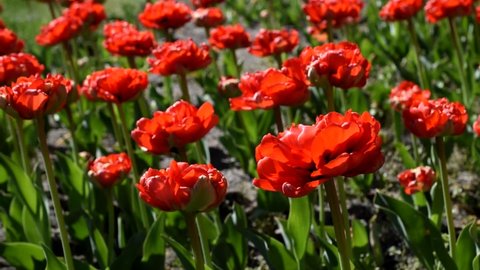 Red Double Early Tulips in the city flowerbed in the city flowerbed in early May sway in the wind