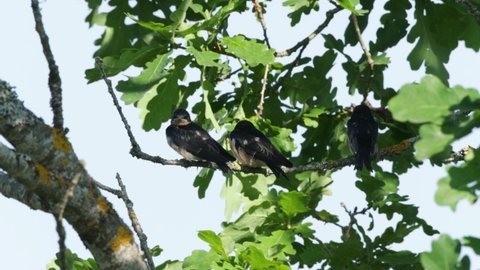Three Barn swallow chicks perched in the middle of Oak leaves