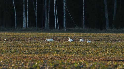 Group of Whooper swans on a rapeseed field