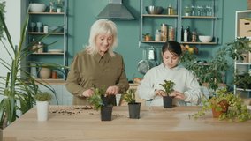 Granny and Granddaughter Taking Care of Plants,Transplants Home Plants Into New Pots. Seedlings for Home Flowers. Household Chores Together With Children.Transfer Skills From Generation to Gen Concept