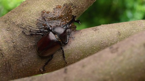 4K tilt-down video of a beetle licking sap.