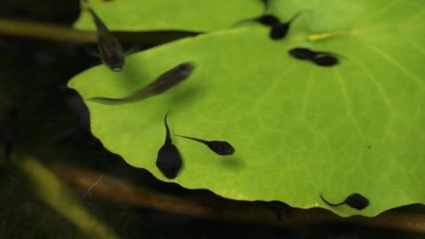 Macro tadpole and guppy swim on surface of fresh water and lotus leaf.