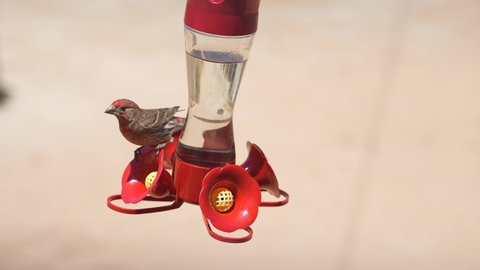 A confused and frustrated house finch tries to drink from a hummingbird feeder - flies away in slow motion