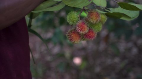 Holding cluster of ripe Rambutan fruit and cutting one open with knife.