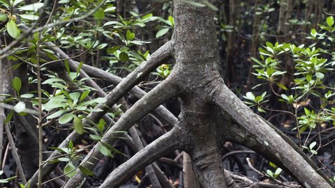 Intertwined mangrove tree roots in dark damp muddy soil in jungle.