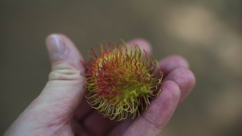 Hand holding fresh opened spiky Rambutan fruit.