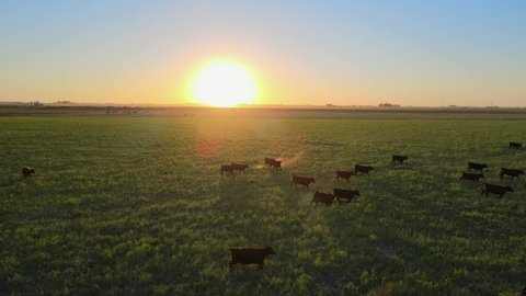 Aerial tracking shot with cows running across green pasture farmland with beautiful bright sun setting in the background, the pampas, south america.