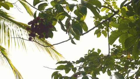 Bunch of ripe Rambutan fruits on windblown tree branch in Zanzibar.