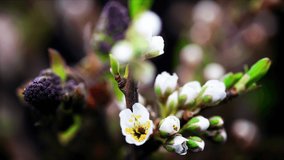 germination garden blossom, white flowers, bouquet blooming, spring time lapse close up
