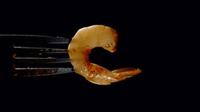 boiled juicy shrimp on a fork, poured with tomato sauce on a black background. vertical video. healthy food concept