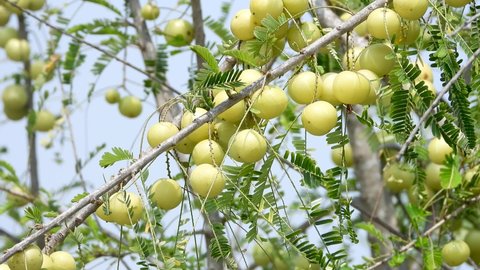bunch of  Indian Gooseberry Fruits on tree branch , healthy vitamin c rich fruit